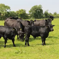 Irlande vaches prairies angus hereford