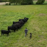 éleveur troupeau bovin angus prairie vue drone