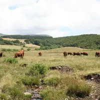 vaches salers veaux pâturage Puy-de-Dôme