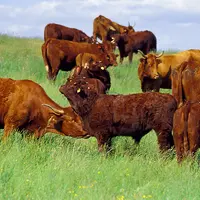 Bovins viande / troupeau salers à l'estive