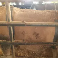 barrière de contention vache allaitante
