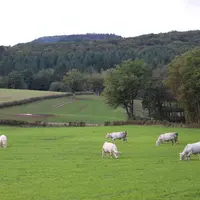 Morvan Nièvre charolaises prairie