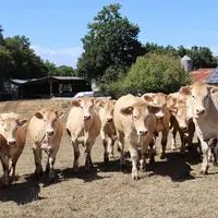 élevage blondes d'Aquitaine Landes