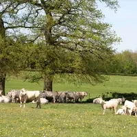 charolaises pâturage prairies arbre haies