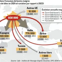 export broutards 2024 infographie