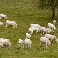 vaches charolaises suitées pâturage