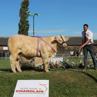 concours national veaux charolaise