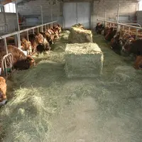 station d'évaluation jeunes taureaux race Aubrac