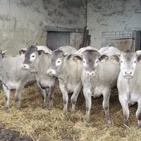 Elevage de bovins viande / races à petit effectif / génisses bazadaises d'un an en stabulation