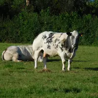 vaches Blanc Bleu pâturage Nord