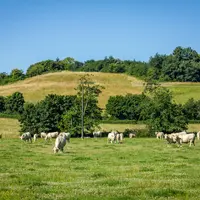 Pâture - Charolais - EARL Dominique Compot (58)