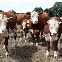 Troupeau de vaches de race Hereford. Elevage du Morbihan. Elevage bovins viande. Bovin