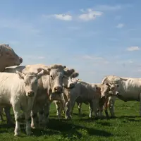 vaches charolaises au pré avec veau et troupeau