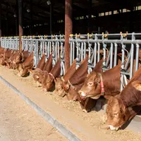 station d'évaluation de Lanaud jeunes taureaux collier accéléromètre