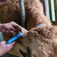 prélèvemetn ADN cartilage oreille blonde d'Aquitaine