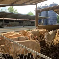 jeunes bovins race blonde d'Aquitaine en engraissement sur paille