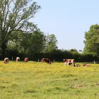 vaches rouge des prés pâturage