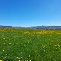 prairie fleurs auvergne