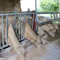 broutards charolais