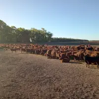 pampa argentine vaches allaitantes
Troupeau allaitant angus rouge d’une grosse exploitation de l’Ouest de la province de Bueno