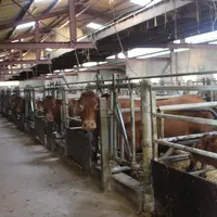 bâtiment veaux sous la mère limousines