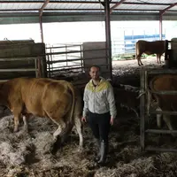 élevage veaux sous la mère limousine Corrèze