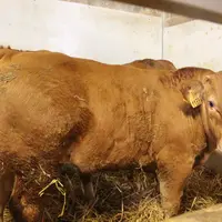 veau sous la mère limousine Corrèze