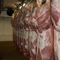 carcasses de veaux sous la mère