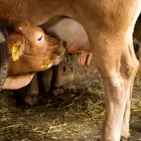 Vaches+Veaux sous la mère