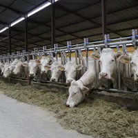Elevage de charolaises à la SCEA de Tameron, à Montillot dans l’Yonne