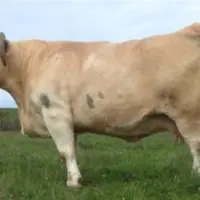 <em class="placeholder">vache charolaise âgée pâturage</em>