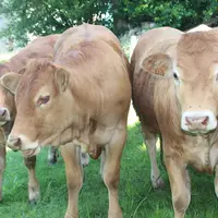génisses limousines pâturage mouches