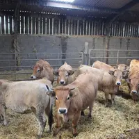 génisses un an aubrac stabulation