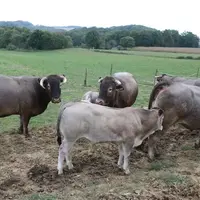 vaches bazadaises veaux prairies