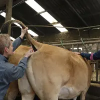 vaccination d'une vache parthenaise contre la FCO