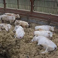Ferme expérimentale Bordes engraissement vaches
