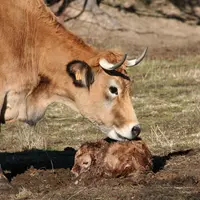 aubrac vache et veau aubrac nouveau-né boue