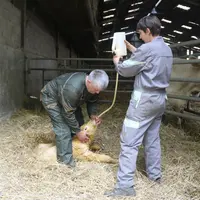Un éleveur et une éleveuse donnent à un veau du colostrum par sonde