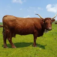 vache salers rameau laitier au pâturage Facebook Pour la défense de la salers traite