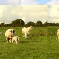 génisses charolaises avec leur veau pâturage
