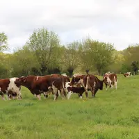 vaches taureau rouge des prés pâturage
