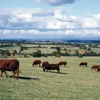 Bovins viande / vaches salers au pâturage