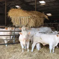broutards charolais avec vaches stabulation