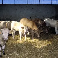 veaux blonde d'Aquitaine stabulation Haute-Garonne