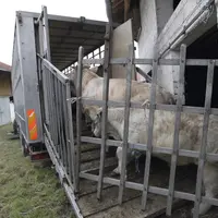 chargement camion élevage charolais