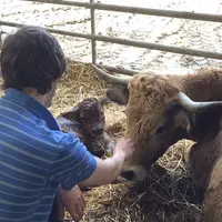 éleveur vache aubrac vêlage