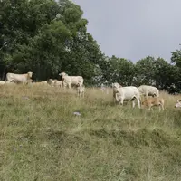 troupeau blonde d'aquitaine prairie montagne