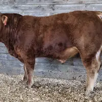 taureau limousin ventes aux enchères Lanaud