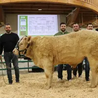 vente aux enchères taureau charolais