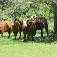 vaches Fleckvieh Allemagne pâturage